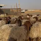 ذبايح نعمي