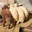 5 خرفان نعيمي