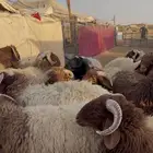 ذبايح للبيع يوجد توصيل شرق الرياض
