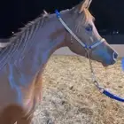 مهره واهو