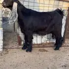 للبيع جفر مشروع فحل كفو راس صعب