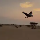 للبيع كاسسكو