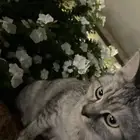 قطه أنثى شيرازي