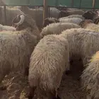 نعيمي جبر فاخر ظهر وطرف