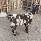 للبيع جفاره جذع.