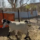 البيع تيس فحل عارضي صنف رقم الجوال