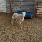 طلي حري