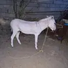 حمار للبيع اعزكم الله