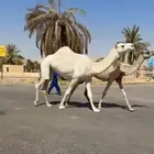 ناقة طيبة