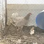 دجاجه معها سته فروخ