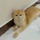 ذكر برتش ny12 مسجل من أب وأم مسجلين