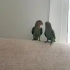 عصافير روز أليف