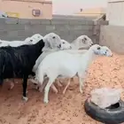 البيييع غنم حريات دفيع شرط جاهز عددهم 14معهم نجديه