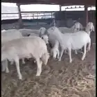 ضان حريات بالفحل