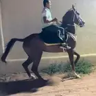 فرس شعبية للبيع