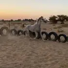 فرس ومعها مهره