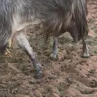 الاسياح