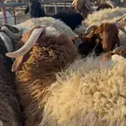 نعيمي جبر. وتمايم