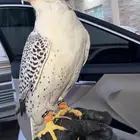 طير جير قرموشه