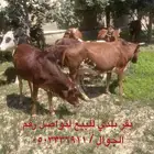بقر بلدي للبيع