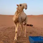قعود جذع فردي لأهل المزاين فقط