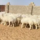 رخال حريات غنم جذعات صنف عدد 102