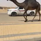 ناقه لقحه بكر ثنيه
