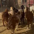 ذبايح للبيع مع خدمه التوصيل