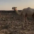 ضربها الجمل لقيه والان عشرا وابي انزل صورتها واهي لقحه