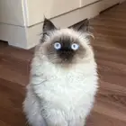 قطه انثى لتزاوج الي عنده ذكر يتواصل معي