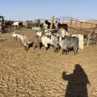 ماعز مصريات