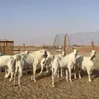 معزا بيض فاخره