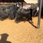 مراح ماعز عوارض كامل