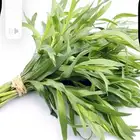 حبق طازه ودقة حبق