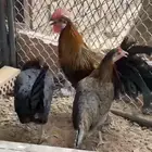 ديك فونكس للبيع