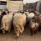 ذبايح للبيع