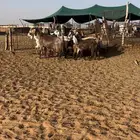 ماعز مصريات نظيفه واشباب