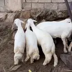 مراح عبدالله للذبائح