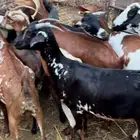 غنم وضأن