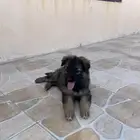 جراء جيرمن شيبرد سيبل بيور