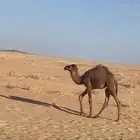 للبيع القعود