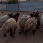 نعيمي رخال ذبايح