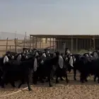 عوارض دفيع شرط