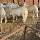 طليان ضحايا إنتاج المراح