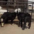 للبيع رخال