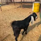 للبيع تيس هولندي