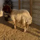 شاه طيبه دافع
