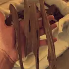عود مروكي جوده ممتازه ملكيه خاص