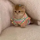 ابغا بسه عمرها من شهر ل4 شهور وتكون كذا حجمها اهم شي فاتحه