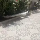 جوز طاؤوس ابيض